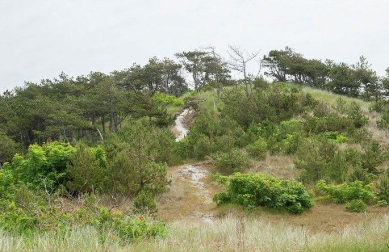 Duinen schoorl